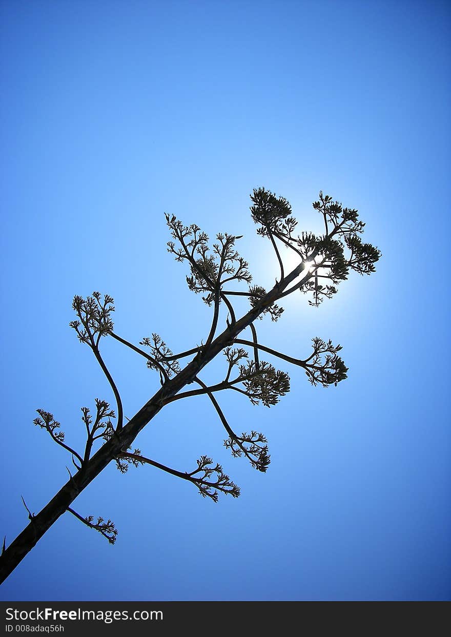 Sun and tree, onle clean sky. Sun and tree, onle clean sky