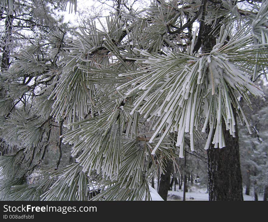 Frosty pine needles