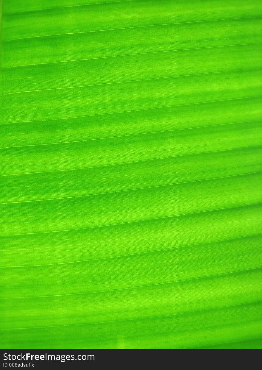 Green texture from a banana tree. Green texture from a banana tree