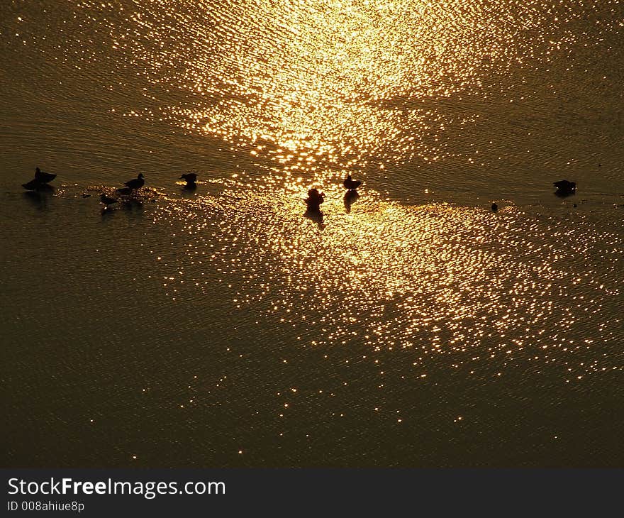 Ducks on the water at sunset. Ducks on the water at sunset.