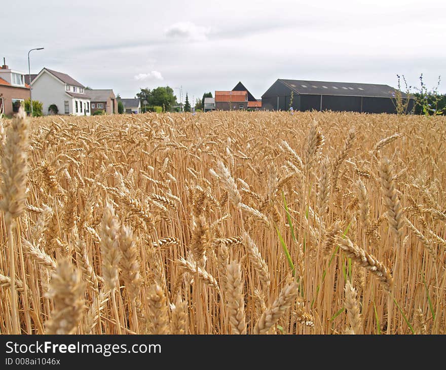 Wheat before harvest