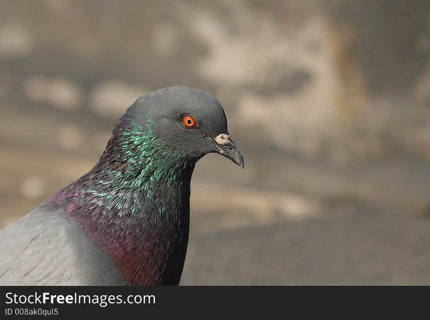 Pigeon looking interested in some food, shot in Europe