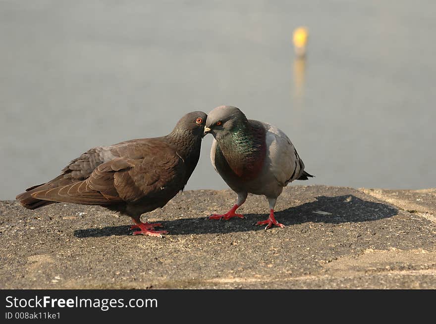 Pair of pigeons whispering to each other