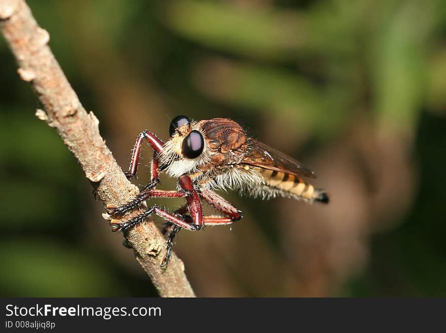 Robberfly