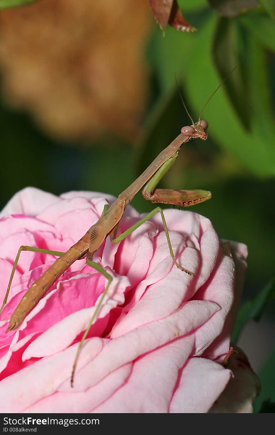 Mantis on rose