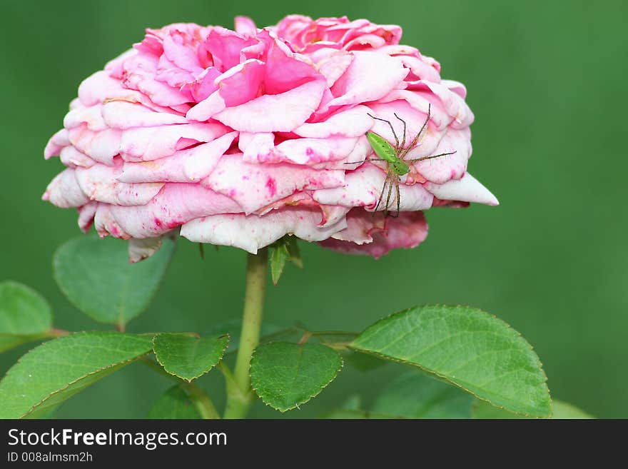 Spider and rose