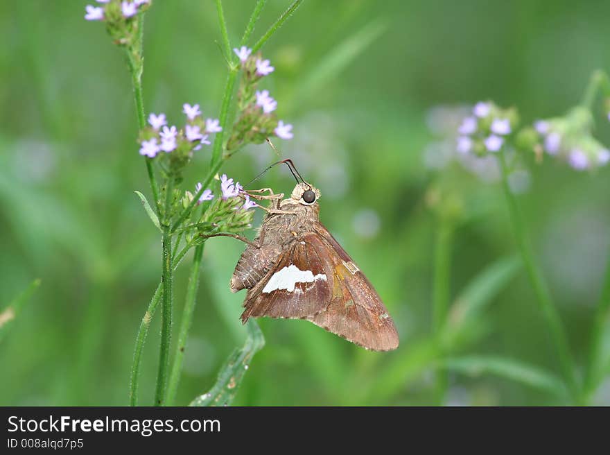 Skipper butterfly feeding on wildflowers