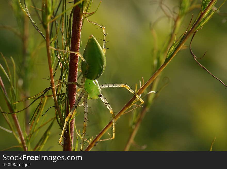 A green lyn spider in the sunshine