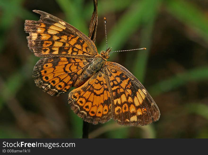 Macro of a a pearl crescent butterfly