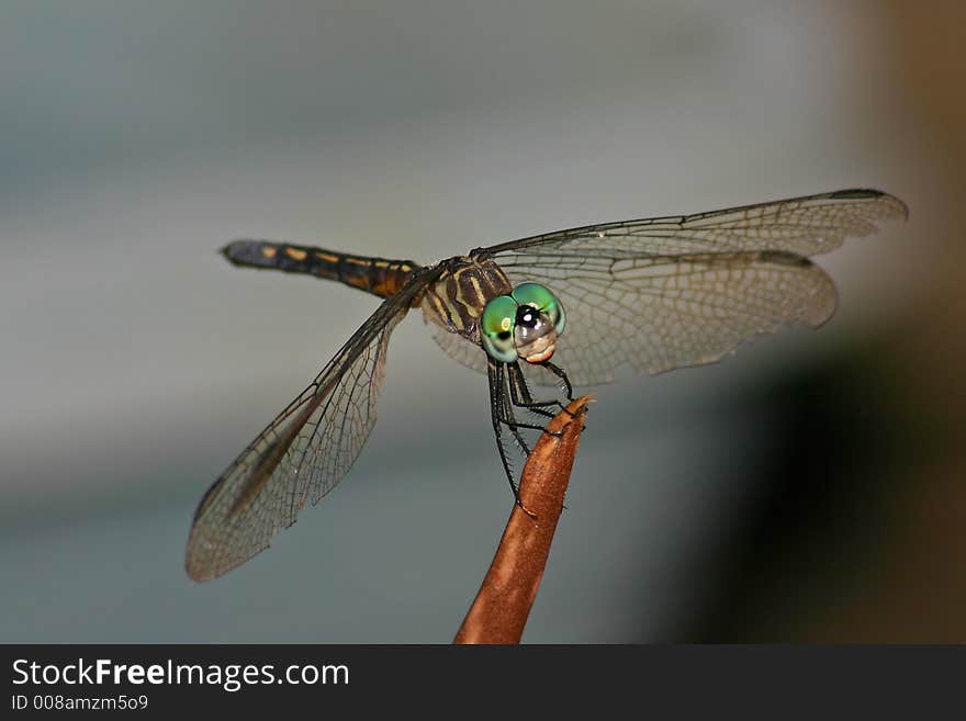 Macro of a colorful dragonfly. Macro of a colorful dragonfly