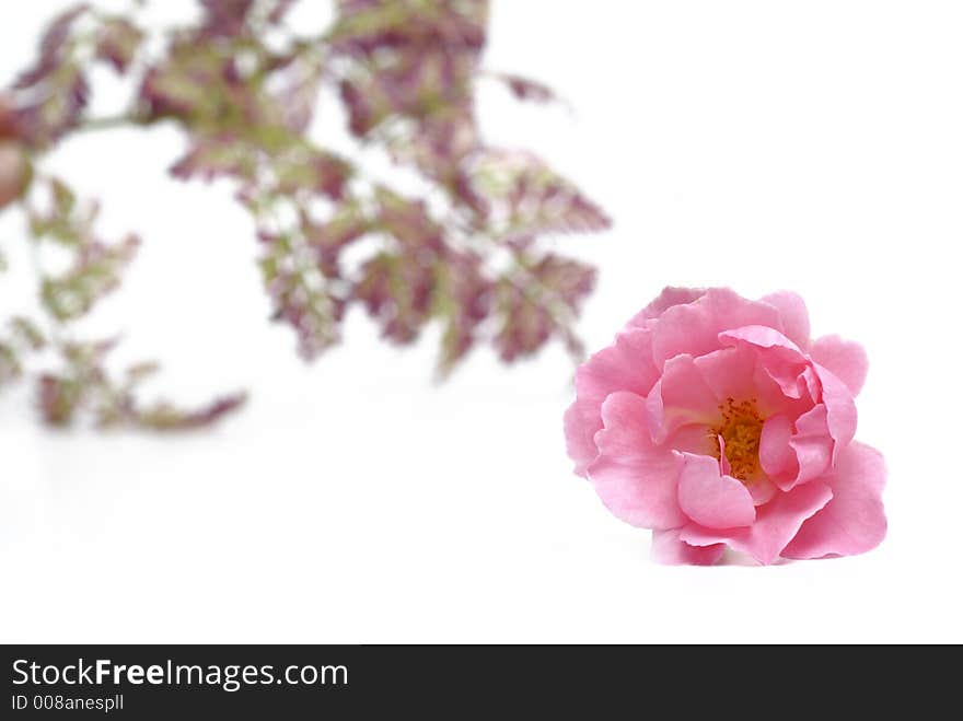 Pink rose and some leafs behind