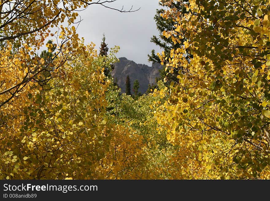 Peek of mountain through aspens. Peek of mountain through aspens