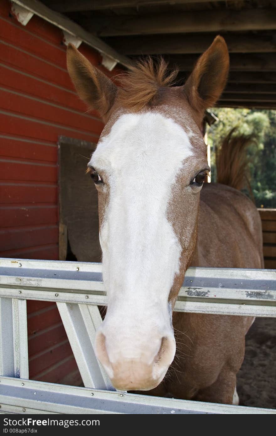 Horse in his stable - looked a little lonely, but friendly. Horse in his stable - looked a little lonely, but friendly.