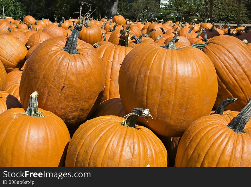 A large quantity of pumpkins at harvest time. A large quantity of pumpkins at harvest time.