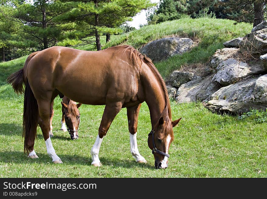 Two beautiful horses grazing - scenic. Two beautiful horses grazing - scenic.