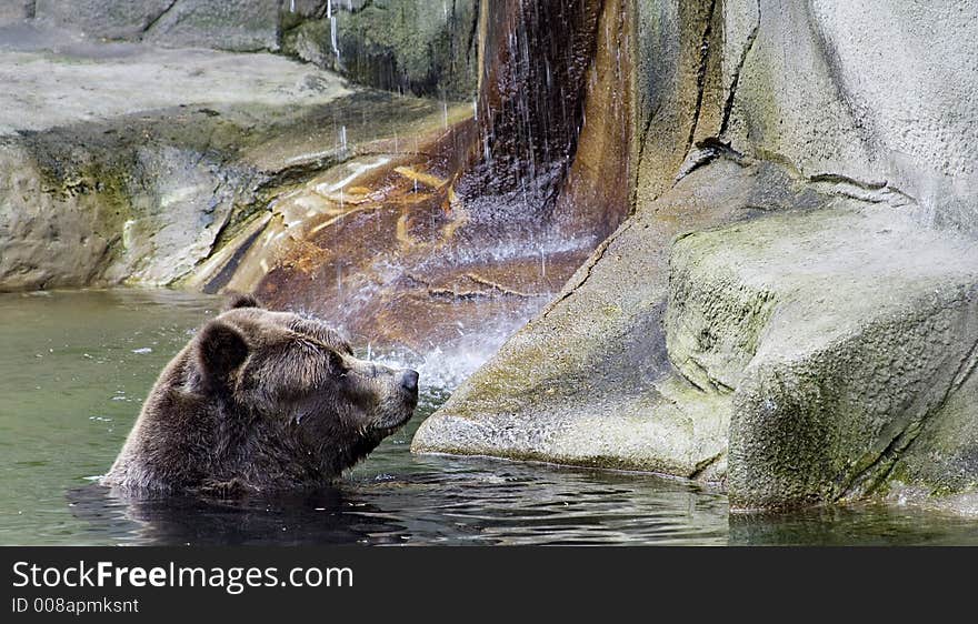 Brizzly In Pool