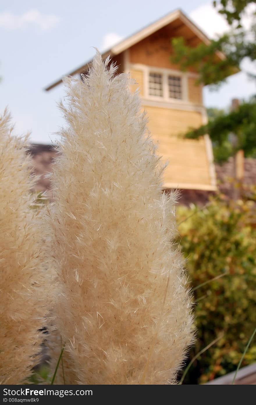 Fluffy Plant