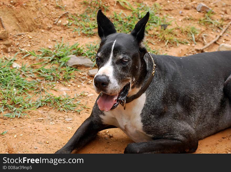 Big Happy Black Young Dog