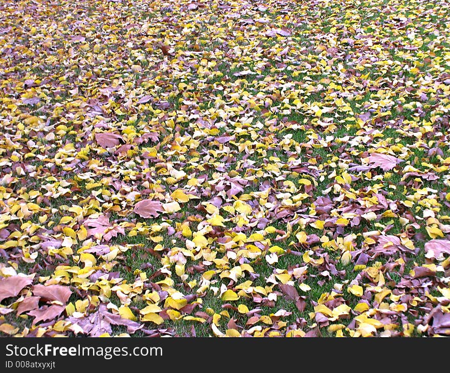 autmn leaves on the ground