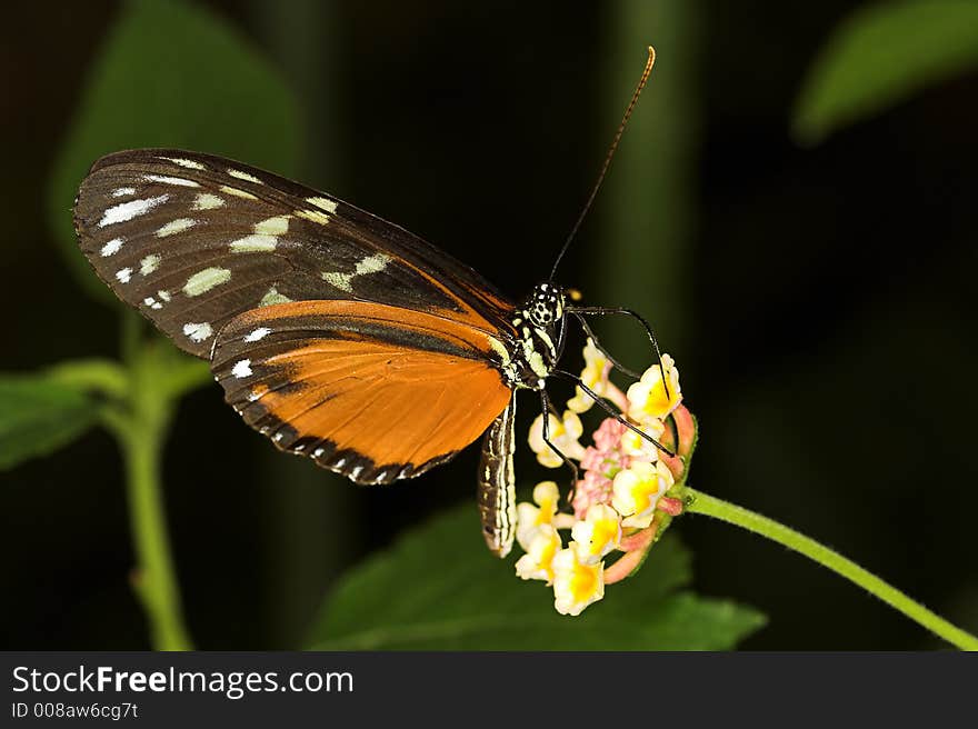 Longwing butterfly