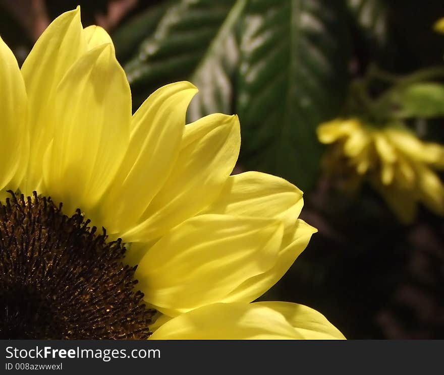 Sunflower