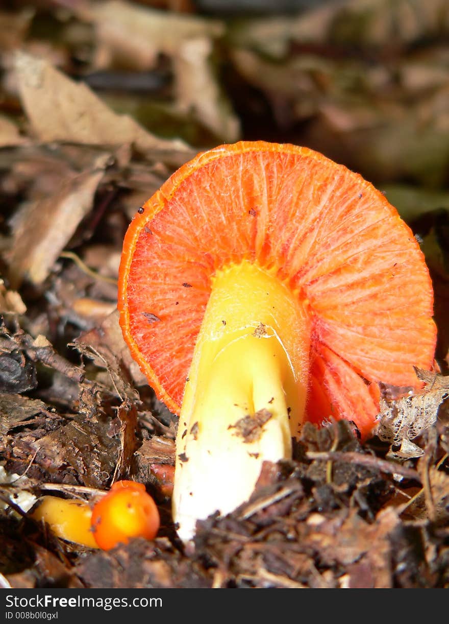 Mushroom in the colors of fall. Mushroom in the colors of fall.