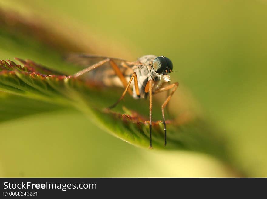 Fly with big green eyes