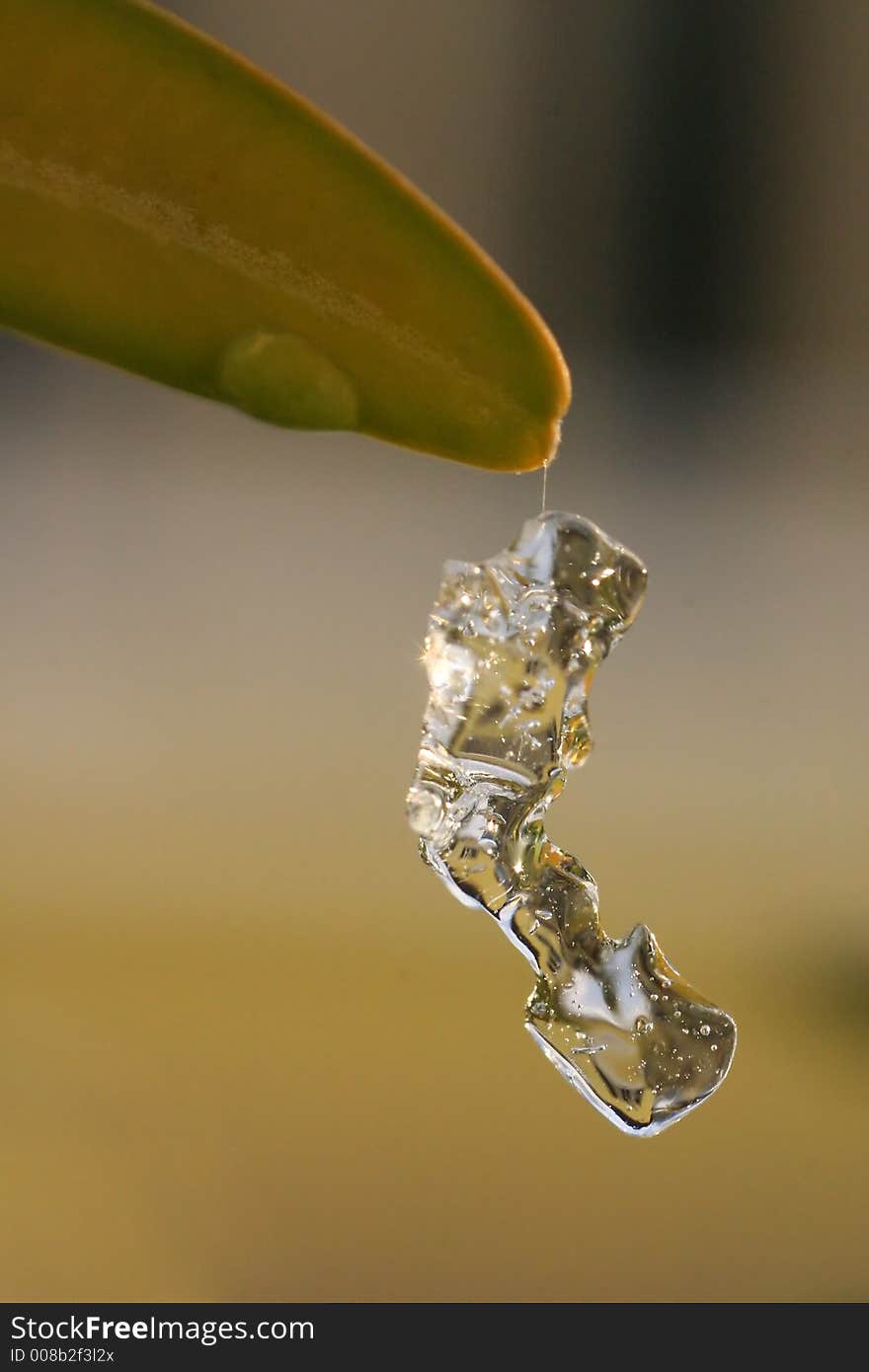 Piece of ice on some plant