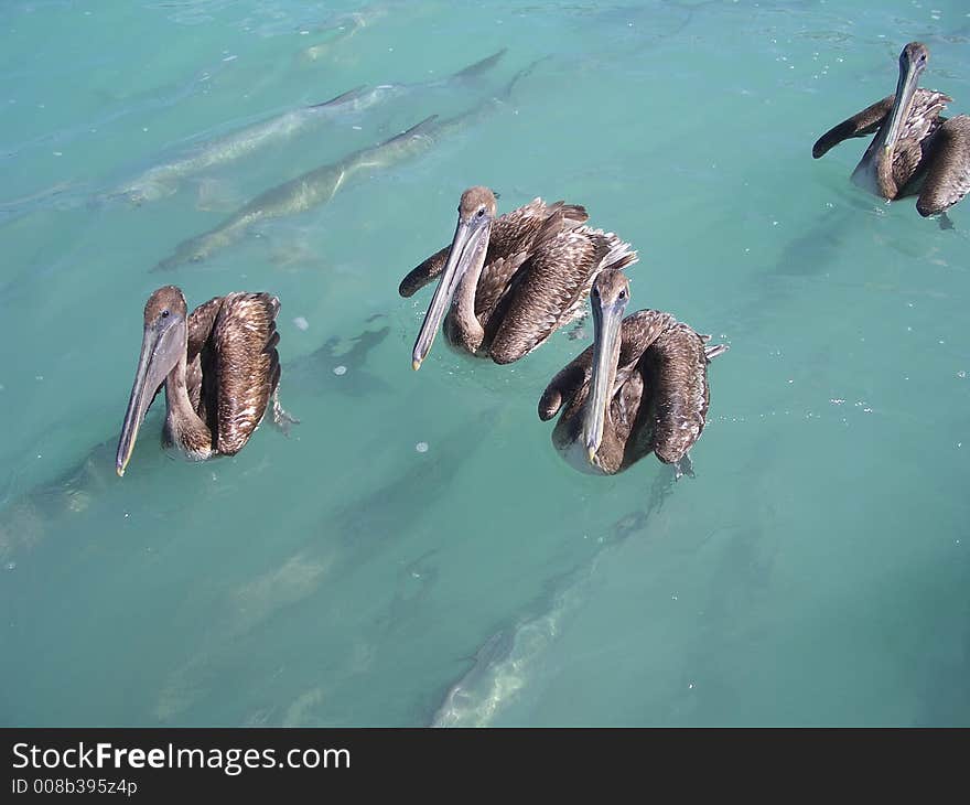 Under water tarpon waiting for pelican food. Under water tarpon waiting for pelican food