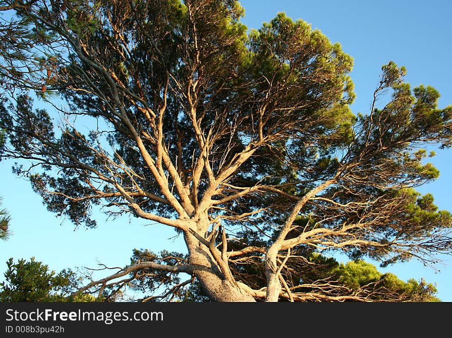 Old Tree above the clifs on Kolocep Island. Old Tree above the clifs on Kolocep Island