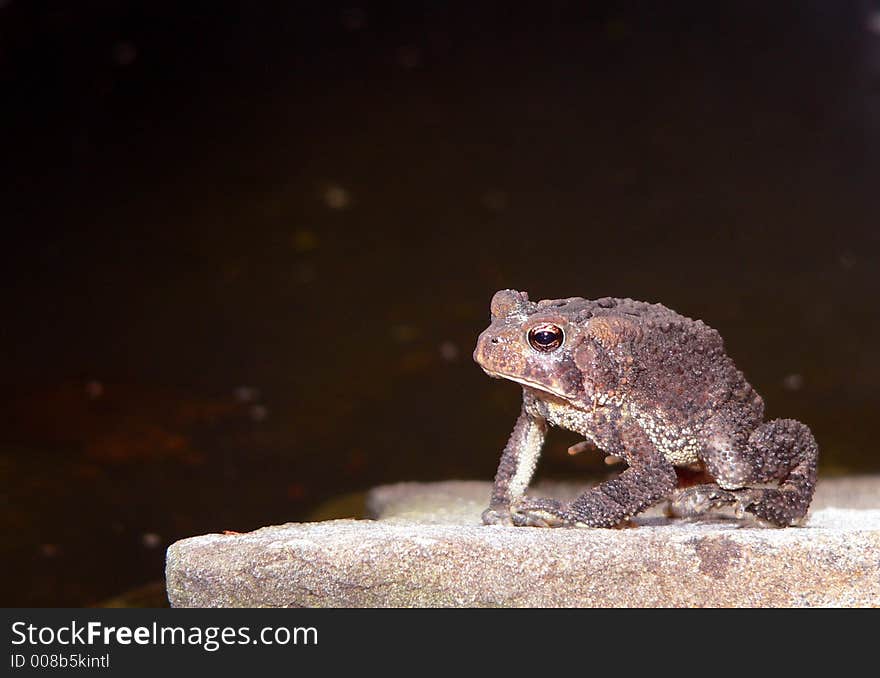 Just a Big Old Toad!