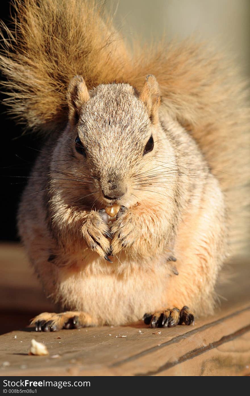 Squirrel Eating a Nut Close Up