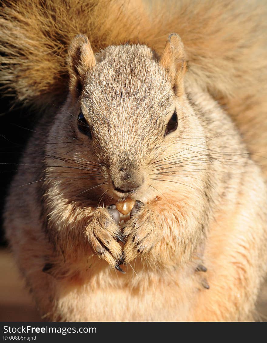 Squirrel Close Up