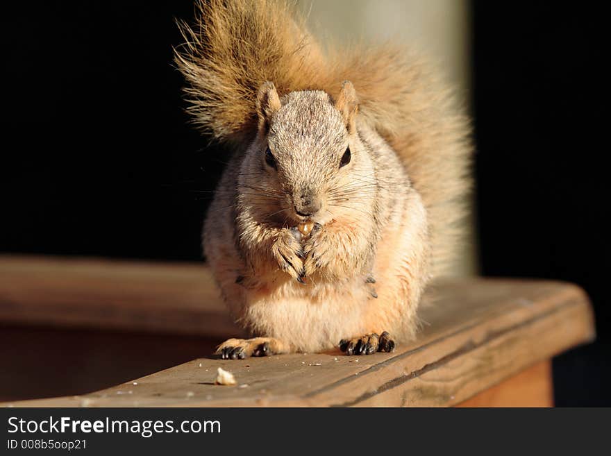 Squirrel Eating a Nut on a Deck Rail