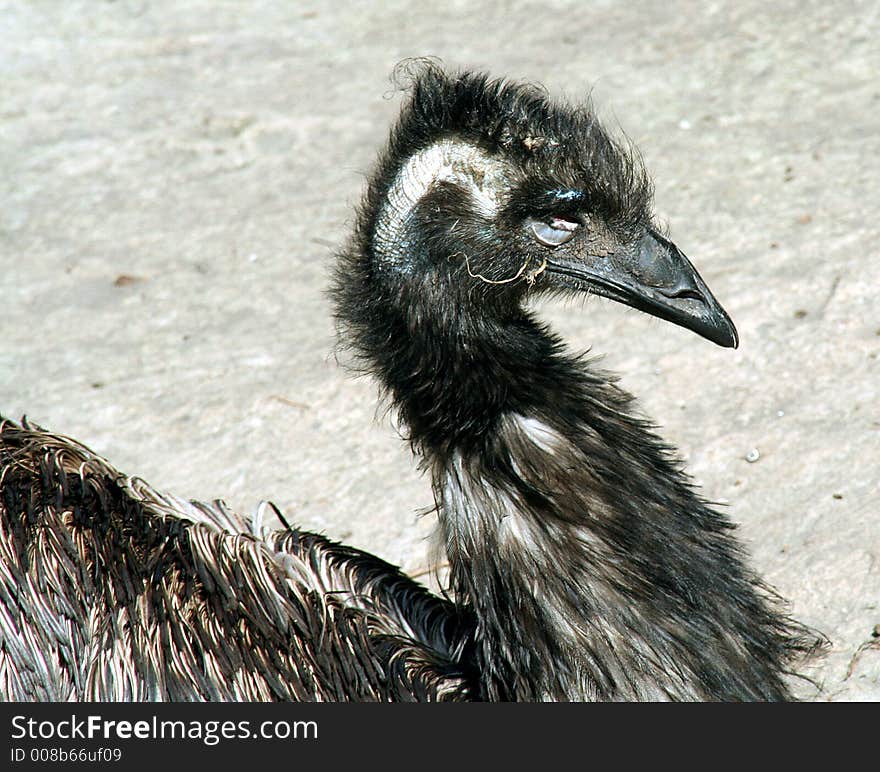 Portrait of a sad ostrich. Portrait of a sad ostrich