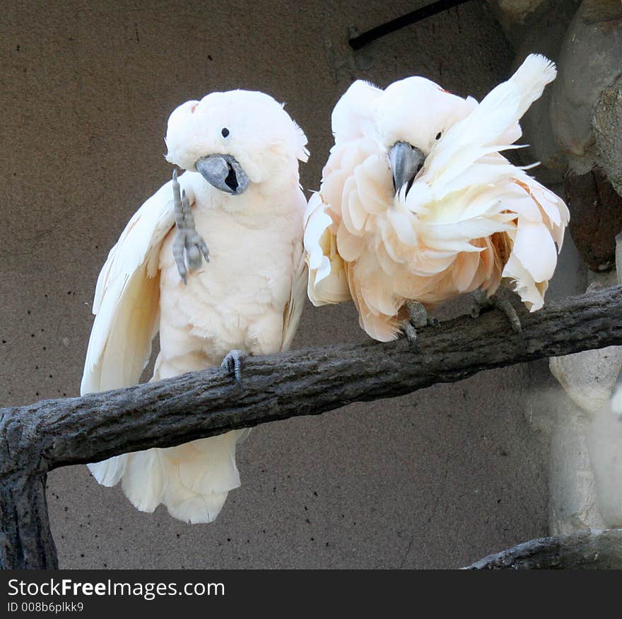 A couple of white cockatoo on the bough. A couple of white cockatoo on the bough