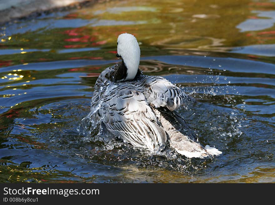 Duck in water