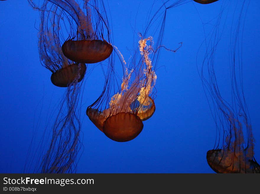 Jellyfish