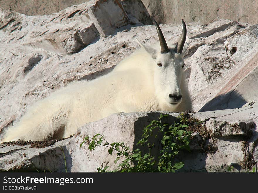 Snow goat in the enclosure. Snow goat in the enclosure