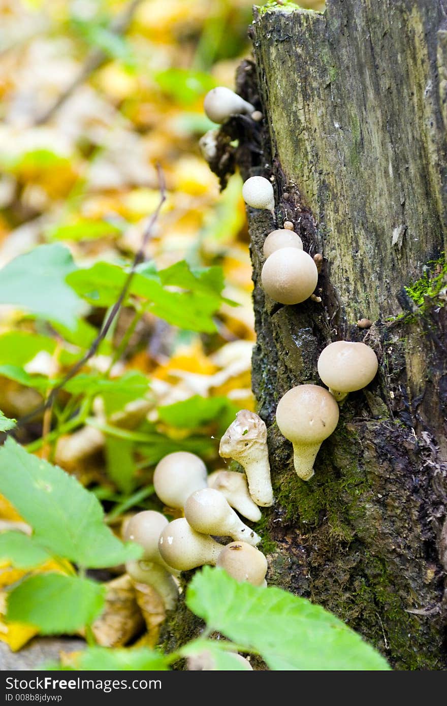 Mushrooms growing on a stub. Mushrooms growing on a stub