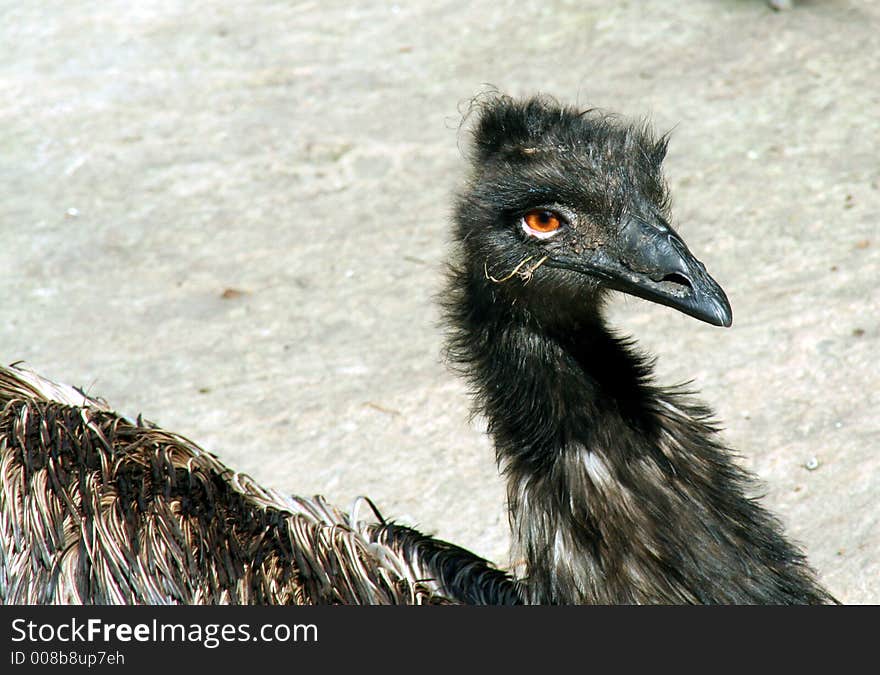 Portrait of a sad ostrich. Portrait of a sad ostrich