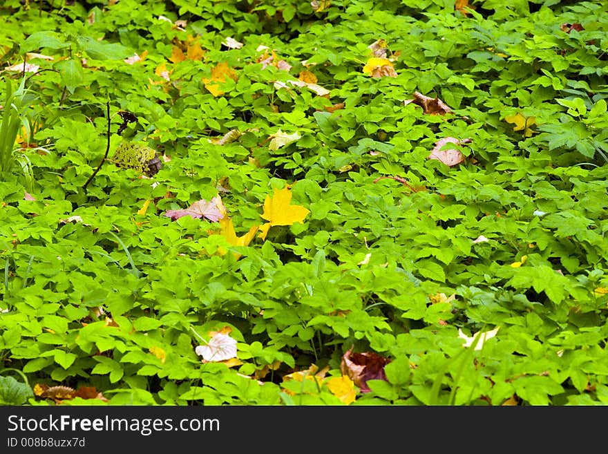 Yellow and red leaves on a green grass. Yellow and red leaves on a green grass