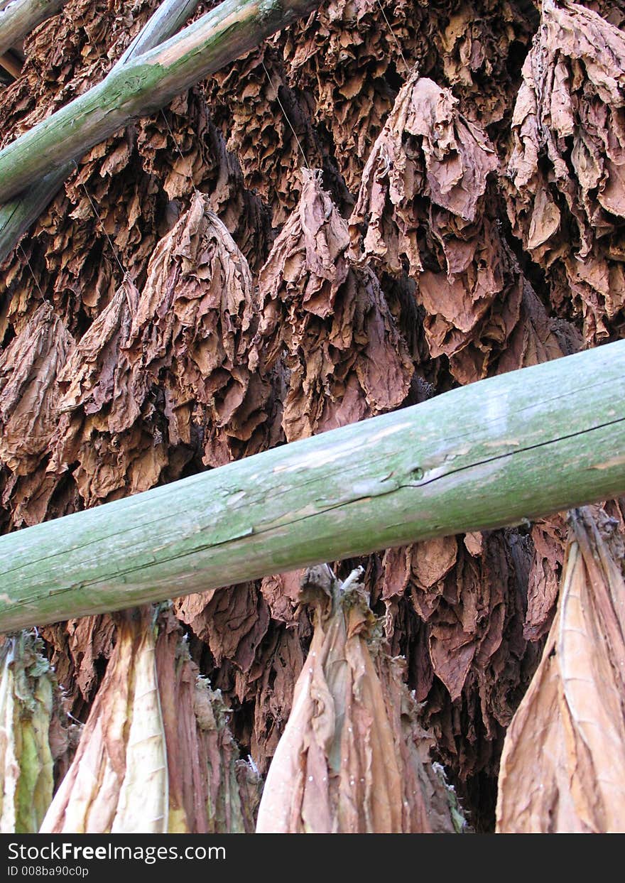 Tobacco's plantation, leaves drying. Tobacco's plantation, leaves drying