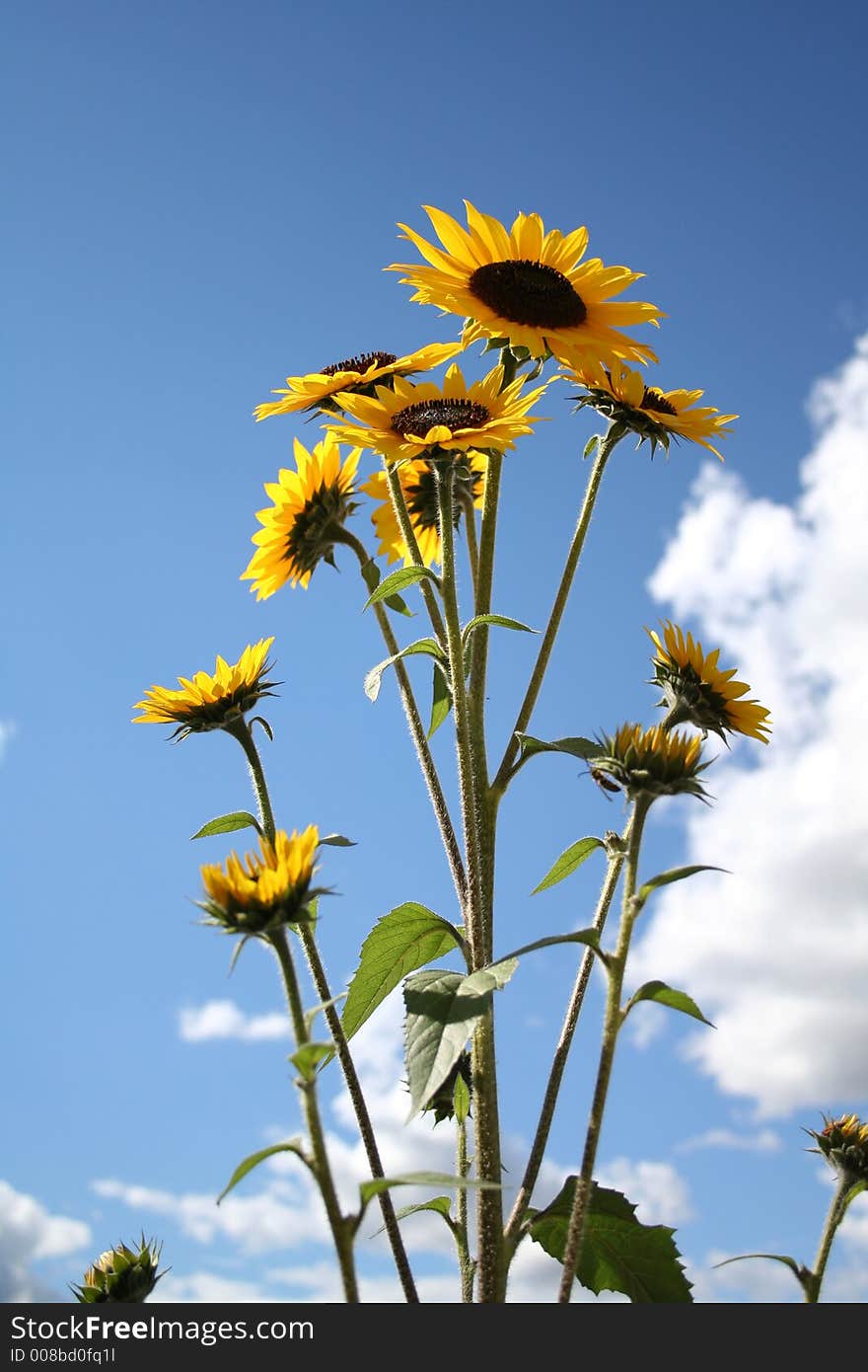 Sunflowers with sky back ground. Sunflowers with sky back ground