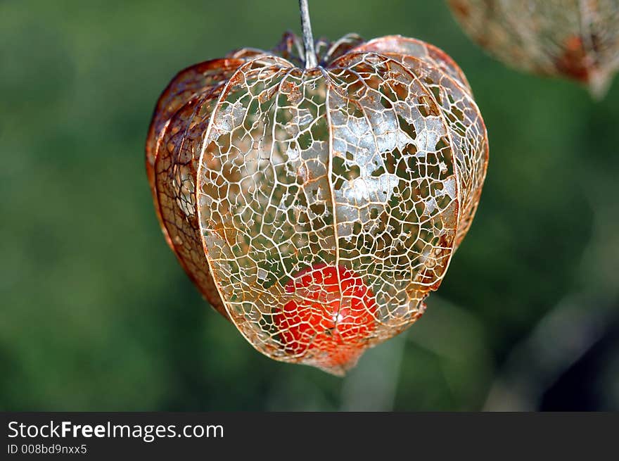 Physalis