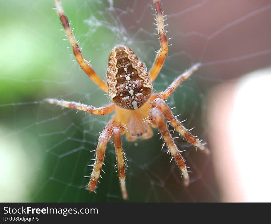 Male Garden Spider