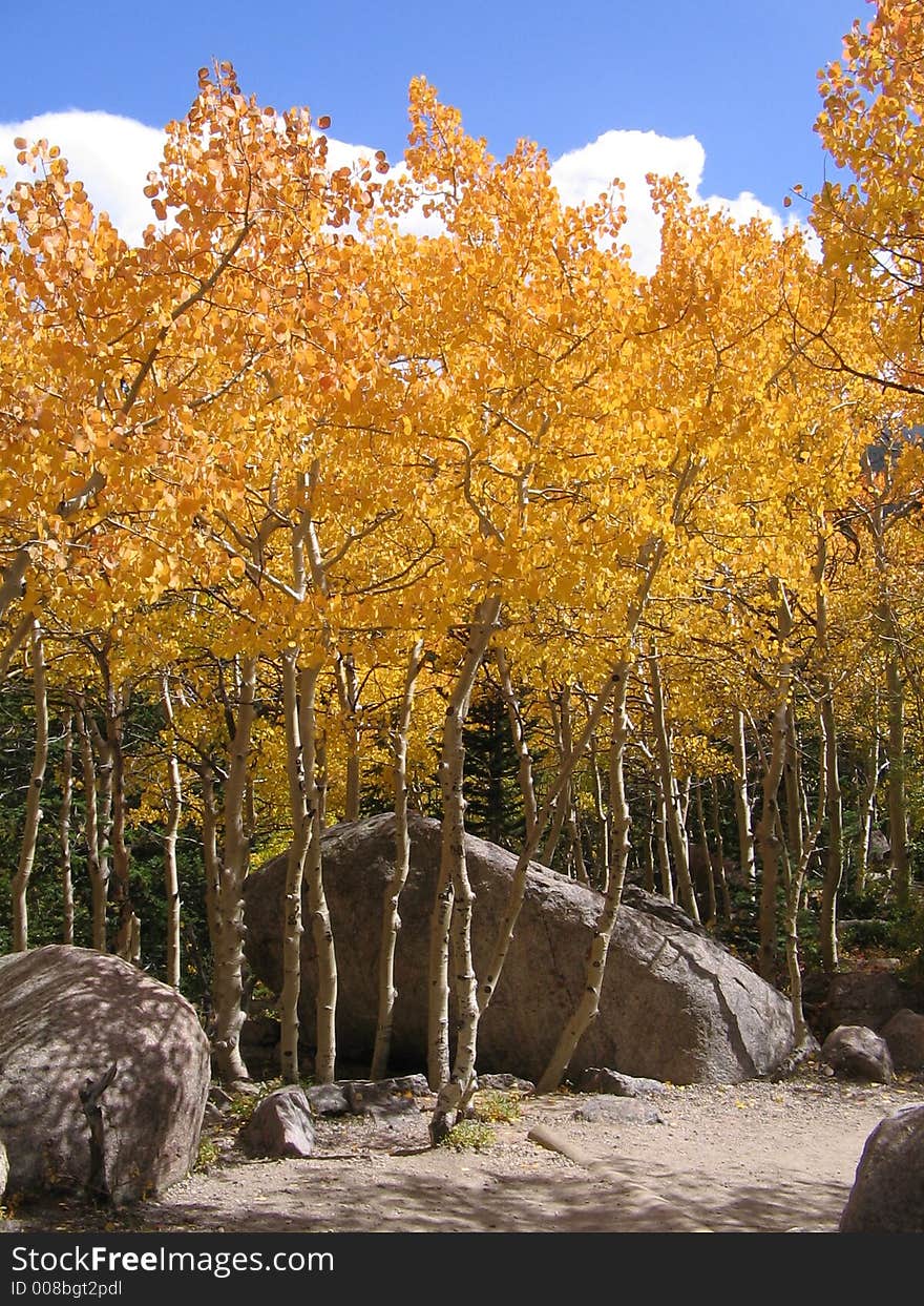 Grove of aspens covering boulders along trail. Grove of aspens covering boulders along trail