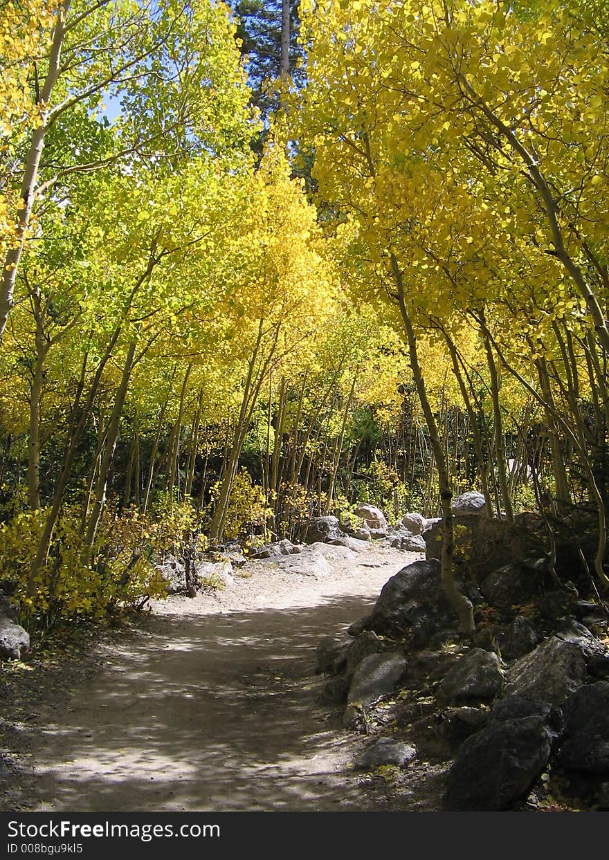 Aspens making a tunnel along hiking trail