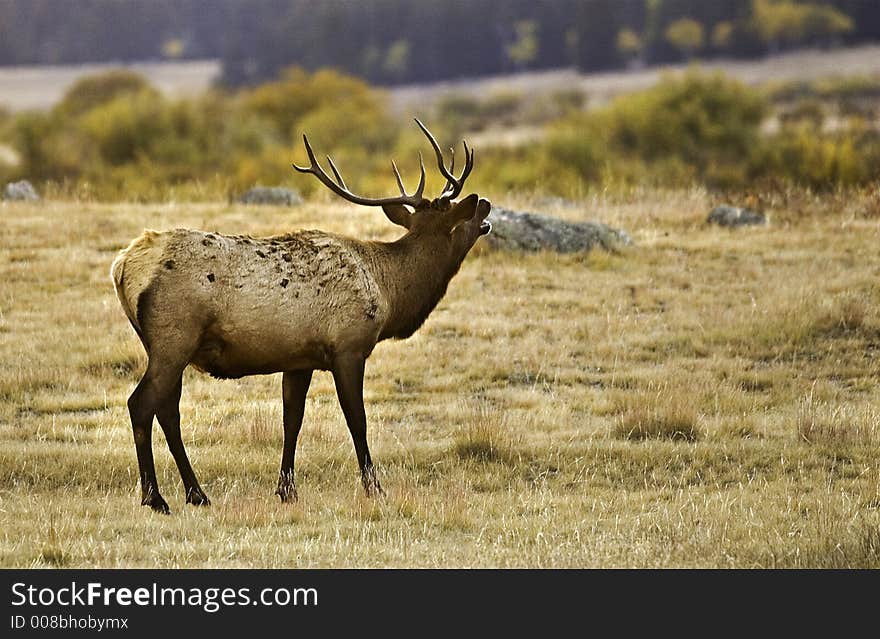 Elk calling to the herd trying to lure a female away from a larger bull elk. Elk calling to the herd trying to lure a female away from a larger bull elk.