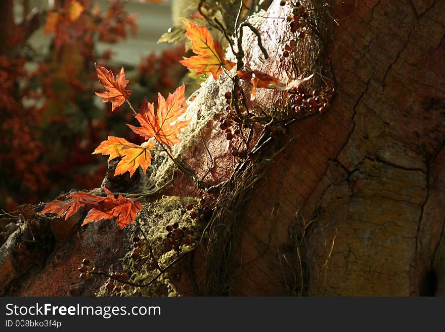 Foliage, leaves on the tree changing color in autumn